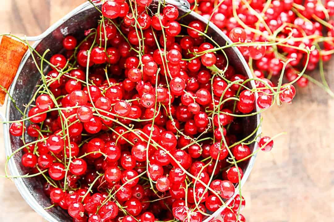 Red currant, just harvested