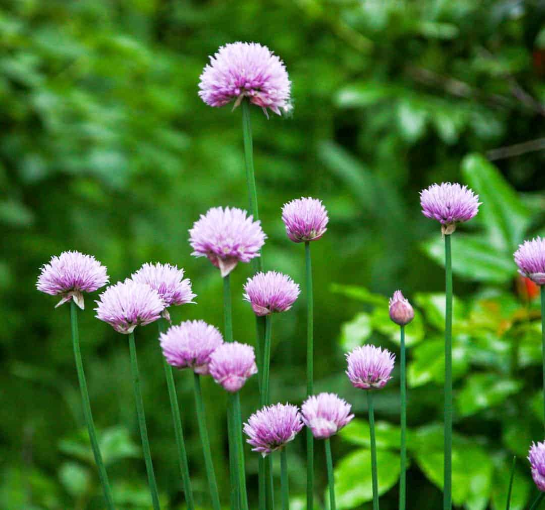 A close up of a purple flower